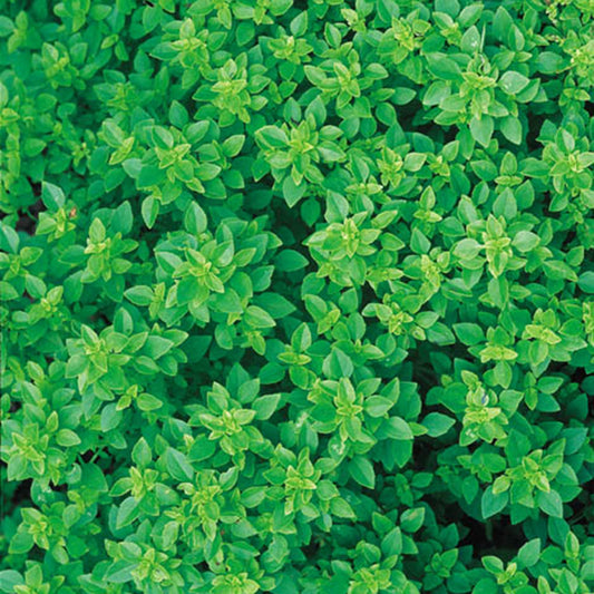 Greek basil plant in pot with small rounded aromatic leaves, compact culinary herb for salads and pesto