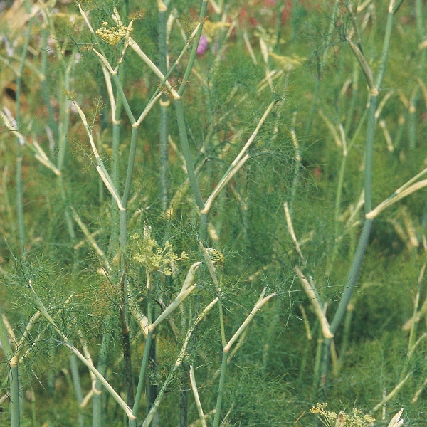Fresh green fennel plant (Foeniculum vulgare) with feathery fronds in a Cornwall garden setting