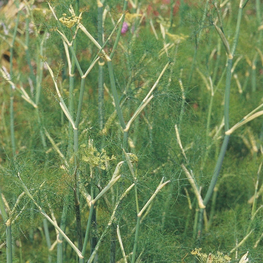 Fresh green fennel plant (Foeniculum vulgare) with feathery fronds in a Cornwall garden setting