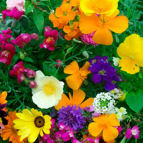 Tray of hardy annual bedding plants in mixed colours, healthy plug plants for borders, pots and garden beds