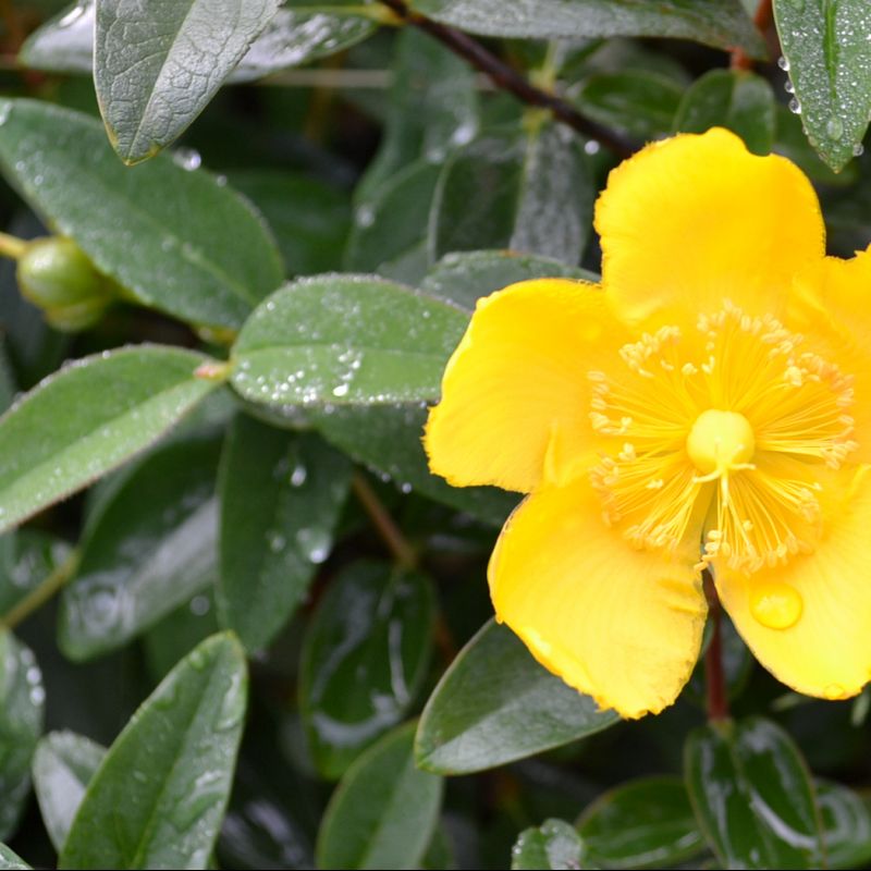Potted Hypericum (St John's wort) shrub with golden yellow flowers and green foliage, suitable for borders and containers