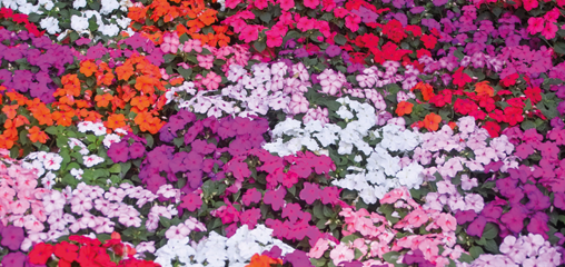 pink Impatiens (Busy Lizzie) bedding plants in black nursery pot for shady borders