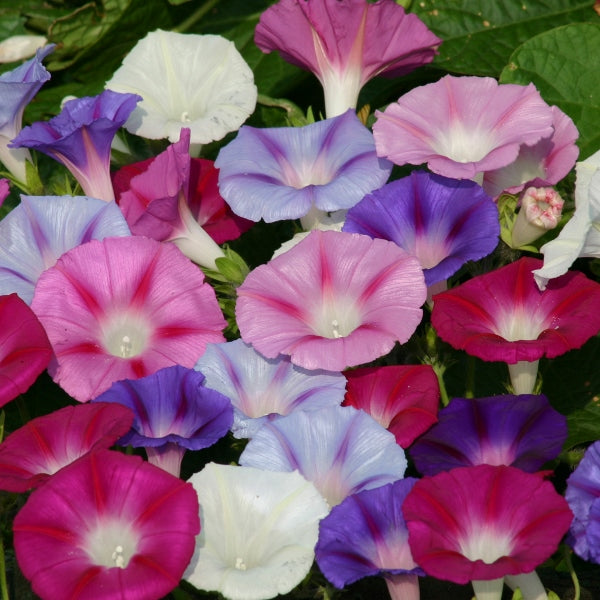 Trailing Ipomoea (morning glory) with vivid pink trumpet-shaped flowers and glossy heart-shaped green leaves on twining stems
