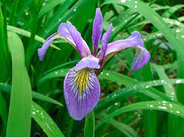 Purple bearded iris bloom with ruffled petals and yellow beard amid green leaves in a garden setting