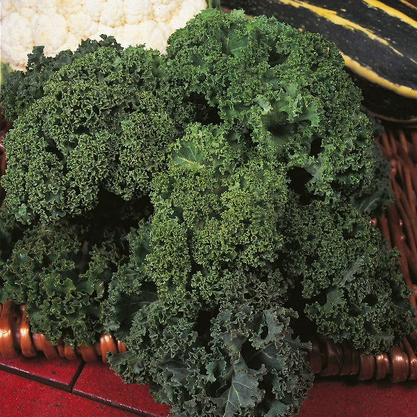 lush green kale plant with ruffled leaves growing in a pot, edible brassica for vegetable garden