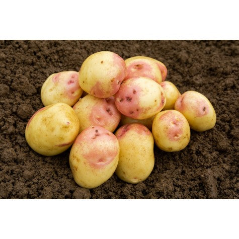 King Edward seed potatoes - pink-skinned, white-fleshed tubers for planting