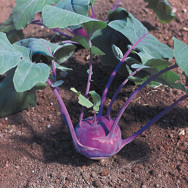 Kohlrabi bulbs with leafy green tops on soil, ready for planting