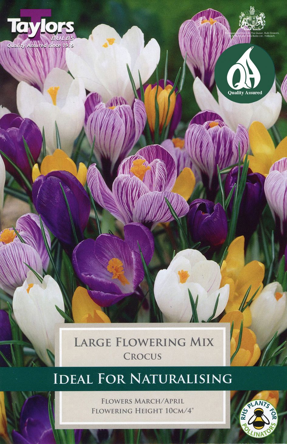 Large crocus blooms clustered among green grass and foliage in a spring bulb display