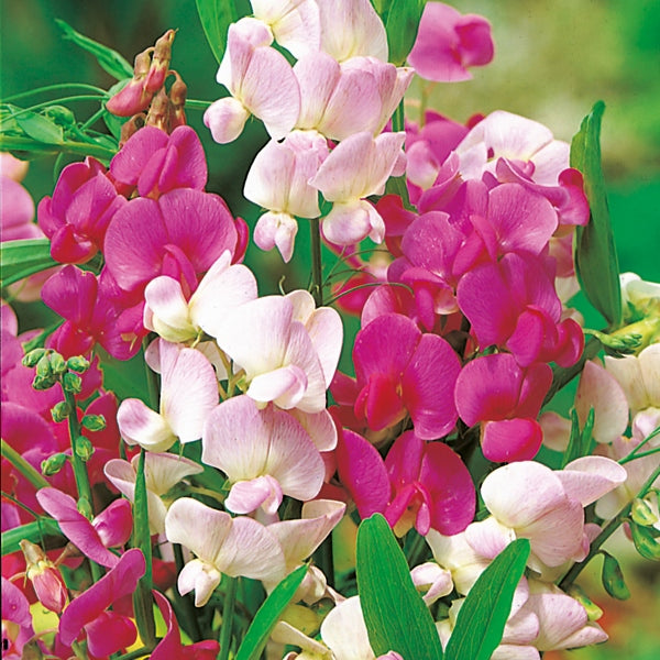 Lathyrus (sweet pea) climber with clusters of pink and white pea-shaped flowers and dark green pinnate foliage