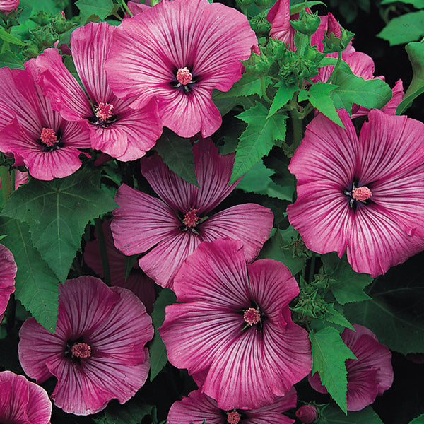 Lavatera tree mallow shrub with pale pink funnel-shaped flowers and grey-green hairy leaves in garden border