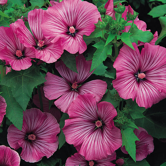 Lavatera tree mallow shrub with pale pink funnel-shaped flowers and grey-green hairy leaves in garden border
