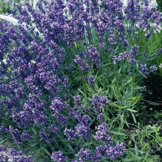 Lavandula angustifolia Munstead compact lavender with dense purple flower spikes and grey-green foliage