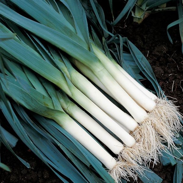 Fresh Atlanta leek with long white stems and dark green leaves, vegetable for sowing or cooking