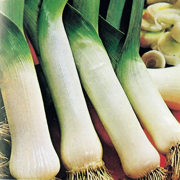 Bundle of mature Carentan leeks with long white shafts and dark green leaves, ready for planting or cooking