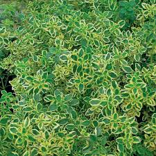 Potted lemon tree with ripe yellow lemons and glossy green leaves, ideal for patio or greenhouse