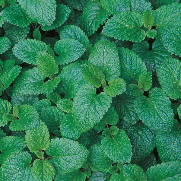 Lemon balm (Melissa officinalis) clump of bright green serrated aromatic leaves used as culinary and medicinal herb