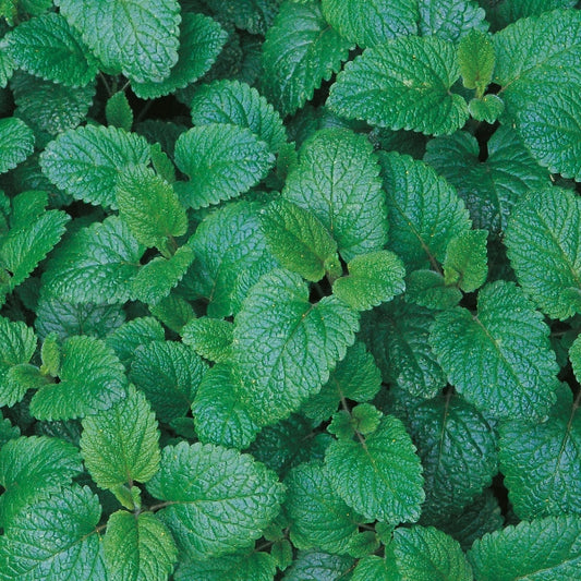 Lemon balm (Melissa officinalis) clump of bright green serrated aromatic leaves used as culinary and medicinal herb