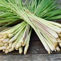 Fresh lemongrass (Cymbopogon) clump with long green strap-like leaves in a terracotta pot