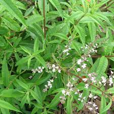 Lemon verbena (Aloysia citrodora) potted shrub with bright green aromatic narrow leaves at Pengelly Garden Centre