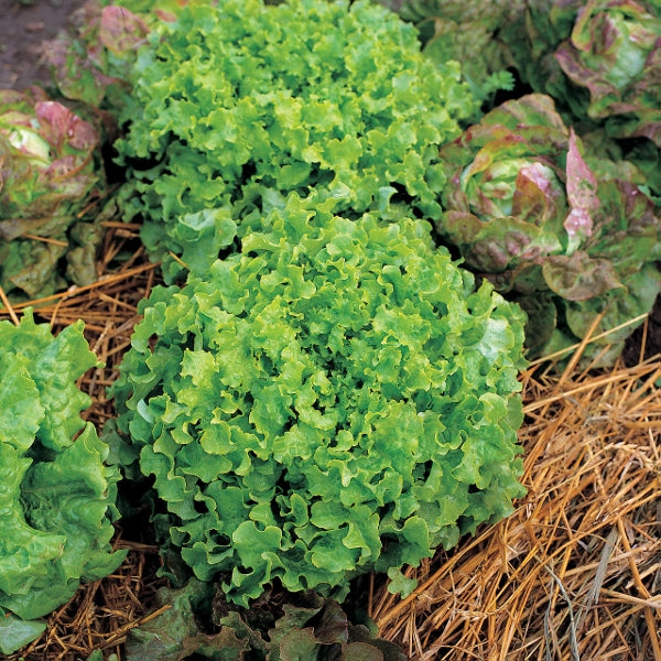 Salad Bowl loose-leaf lettuce plants with frilly green leaves in plug tray, ready for planting
