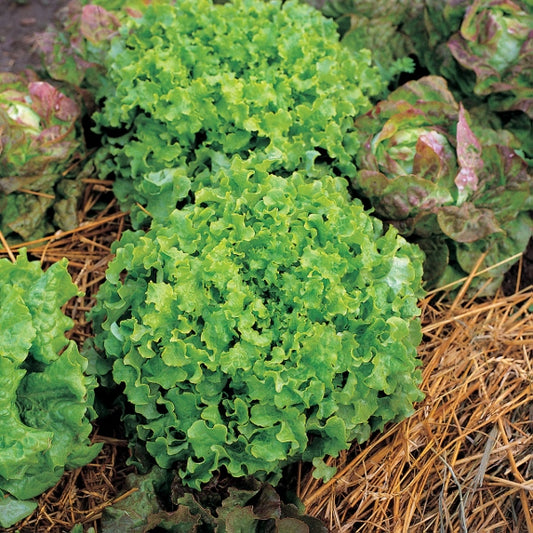 Salad Bowl loose-leaf lettuce plants with frilly green leaves in plug tray, ready for planting