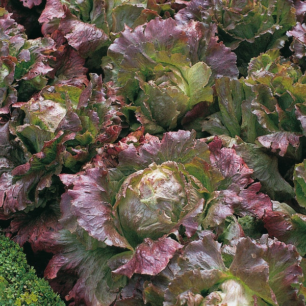 Marvel lettuce variety forming a compact green head with ruffled crisp leaves ideal for salads