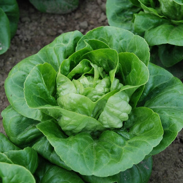 Maureen lettuce plants with bright green salad leaves ready for planting or harvesting
