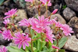 Lewisia cotyledon alpine perennial with glossy succulent rosette and bright pink flowers in small terracotta pot