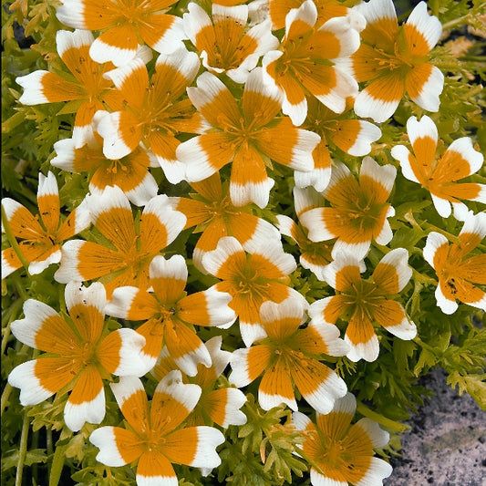 Limnanthes (meadowfoam) white cup-shaped flowers with yellow centres and feathery green foliage as groundcover