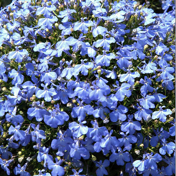 Cobalt blue lobelia (Lobelia erinus) trailing bedding plant with numerous small flowers, ideal for borders and containers