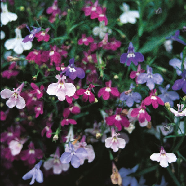 Lobelia pendula trailing plant with abundant vivid blue tubular flowers cascading from a hanging basket