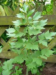 Lovage (Levisticum officinale) perennial herb showing tall stems and pinnate glossy green leaves, garden herb plant