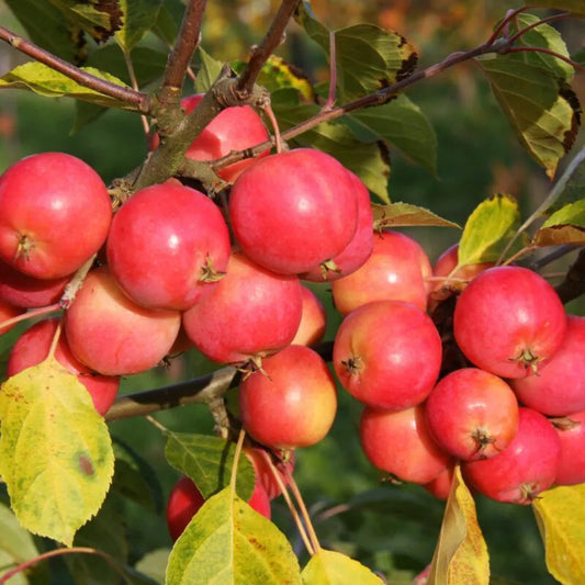 young Malus Jelly King apple tree in pot with leafy branches and support stake