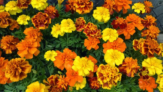 Cluster of bright orange marigold (Tagetes) bedding plants with lush green foliage