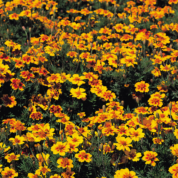 Bright orange and yellow marigold (Tagetes) clustered blooms in terracotta pot with lush green foliage, summer bedding plant