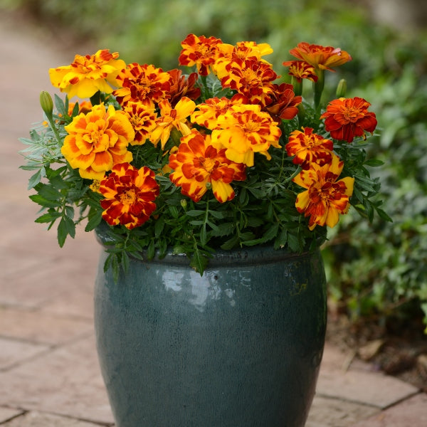 Durango marigold (Tagetes) with bright orange double blooms and deep green pinnate foliage, bedding plant
