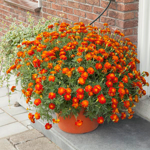 Double orange-red marigold Firebird bedding plant with ruffled blooms and green foliage