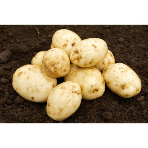 Maris Bard seed potatoes, round maincrop tubers with pale brown skins and shallow eyes on wooden background