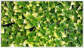 Potted sweet marjoram (Origanum majorana) with soft green aromatic leaves for herb garden