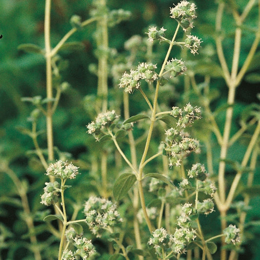 Potted marjoram (Origanum majorana) with soft aromatic green leaves, culinary herb for garden beds and kitchen pots