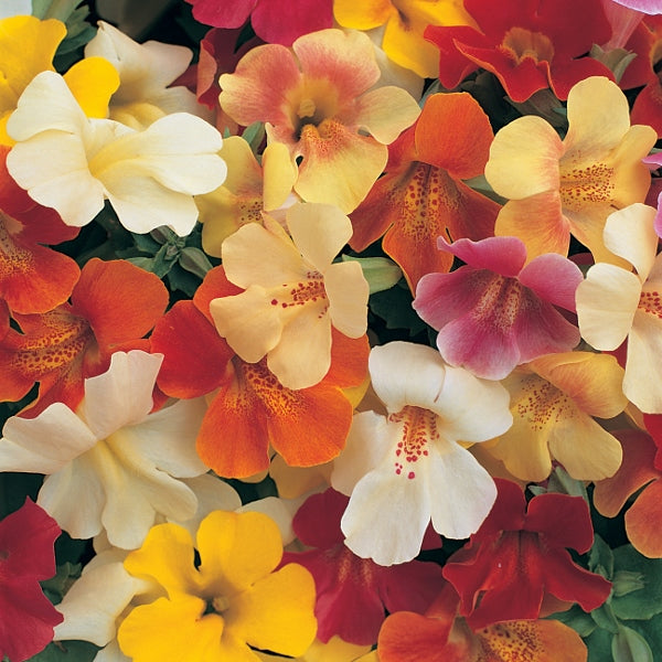 Mimulus (monkey flower) bedding plant with colourful trumpet-shaped blooms in a black nursery pot