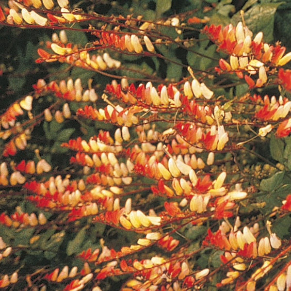 Mina lobata climbing annual with cascading red, orange and yellow tubular flowers on a garden trellis