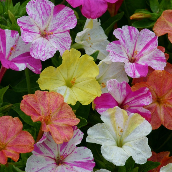 Mirabilis jalapa (four o'clock) with mixed pink and yellow trumpet flowers and glossy green heart-shaped foliage