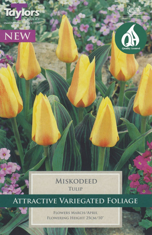 Packet of mixed wildflower seeds with colourful label, suitable for pollinators and cottage gardens