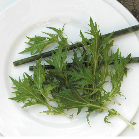 Fresh mizuna leaves with feathery serrated edges, Japanese mustard green for salads and stir-fries
