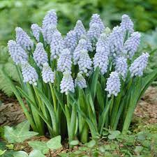Muscari grape hyacinth with dense clusters of cobalt-blue bell-shaped flowers in spring border planting