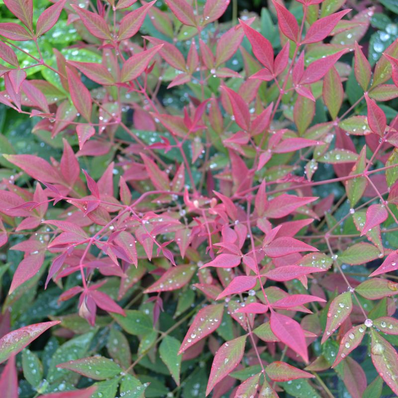 Nandina domestica (heavenly bamboo) ornamental evergreen shrub with delicate feathery foliage and red berries
