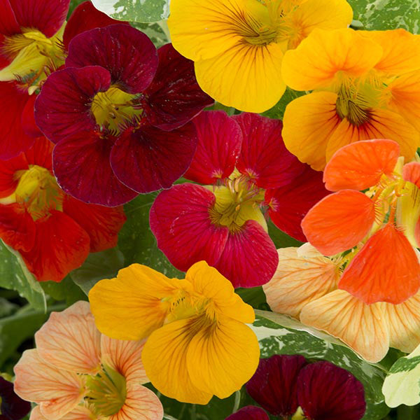Trailing nasturtium with vibrant orange and yellow blooms and rounded green shield-shaped leaves