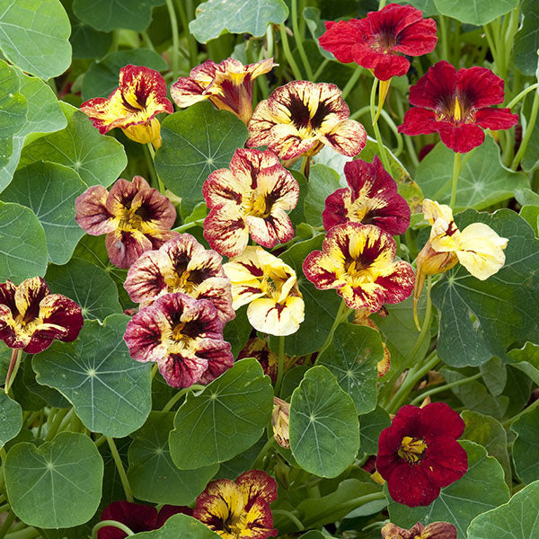 Trailing nasturtium with bright orange and yellow flowers and round green leaves