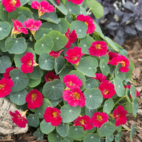 Trailing nasturtium (Tropaeolum) with bright orange-red flowers and round green shield-like leaves